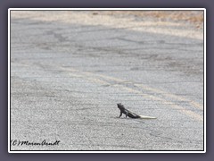 Chuckwalla - Emigrant Road - Death Valley