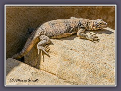 Chuckwalla - Valley of Fire State Park