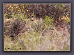 Chukarhuhn  - Alectoris chukar - Death Valley