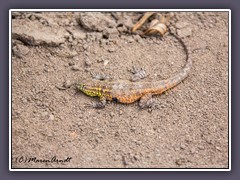 Common Side Blotched Lizard - Gemeiner Seitenfleckleguan - Death Valley