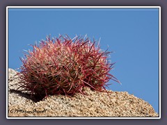 Cottontop Cactus - Joshua Tree NP