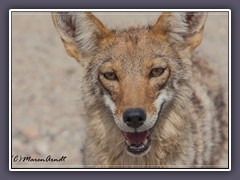 Coyote -  Death Valley