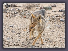 Coyote - Canis latrans - Death Valley