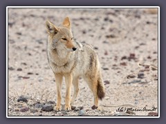 Coyote - Prariewolf oder Steppenwolf