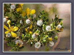 Creosote Bush - Larrea tridentata