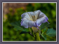 Datura wrightii - Desert sacred datura