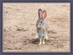 Desert Cottontail Rabbit - Sylvilagus audubonii - Death Valley