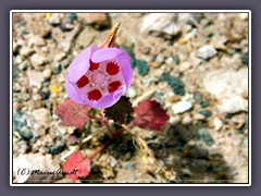 Desert Five Spot - Death Valley