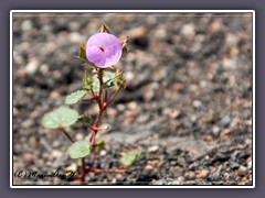 Desert Five Spot - Ubeheve Crater - Death Valley