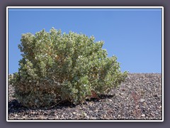 Desert Holly - Wüstenstechpalme - Ubehece Crater - Death Valley