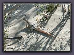 Desert Iguana - Dipsosaurus dorsalis - Death Valley