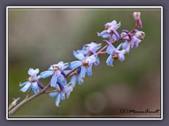 Desert Larkspur - Delphinium Parishii.