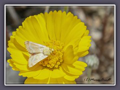 Desert Marigold -  Baileya Multiradiata