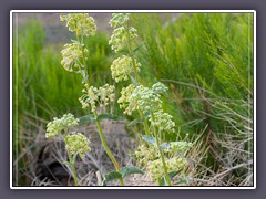 Desert Milkweed - Emigrant Road