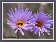 Desert oder Mojave Aster