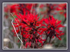 Desert Paintbrush - Castilleja chromosa