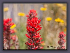 Desert Paintbrush - Desert Gold