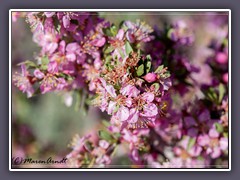 Desert Peach - Prunus andersonii