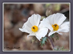 Desert Prickle Poppies - Argemone pleicantha