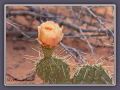 Desert Pricklypear