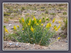 Desert Prince Plume - Emigrant Road - Death Valley