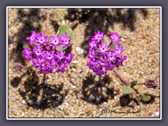 Desert Sand Verbena - Abronia latifolia