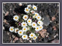 Desert Star -  monoptilon bellioides 