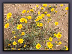 Desert Sunflower - Gerea canescens - Death Valley Emigrant Road