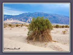 Devils Cornfield - Death Valley