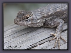 Eastern Fence Lizard - California