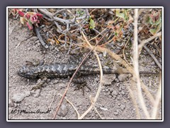 Eastern Fence Lizard - Sceloporus undulatus - Zaunleguan - California 