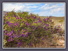 Fremonts Indigo Bush - Emigrant Road - Death Valley