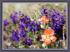 Globe Mallow - Desert Indogo