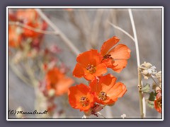 Globe Mallow - Sphaeralcea -  Malvengewächs