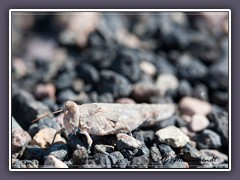 Grashopper - Ubeheve Crater - Death Valley