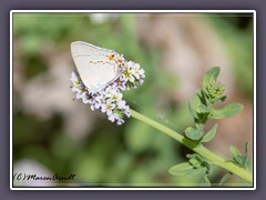 Gray Hairstreak - Strymon melinus - Scottys Castle -Death Valley