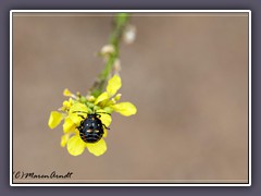 Harlequin Bug Larve