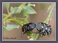 Harlequin Cabbage Bug - Murgantia histrionica