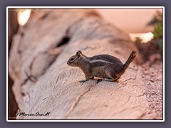 Harris Antelope Squrrel - Valley of Fire