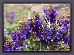 Indigo Bush - Psorothamnus arborescens