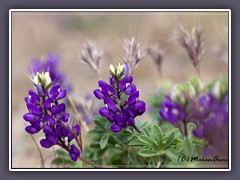 Inyo Lupine - Lupinus excubitus