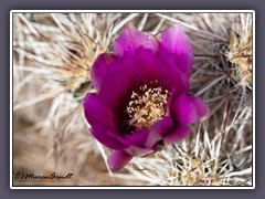 Johnsons Fishhook cactus -  Echinomastus johnsonii