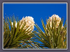 Joshua Tree - Yucca brevifolia - Blüten