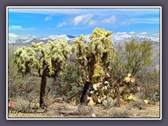 Jumping Chollas - Cylindropuntia fulgida - Saguaro NP 