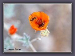 Käfer Eupompha elegans  -  Globe Mallow Blüte