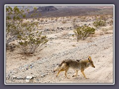 Kojote - Death Valley