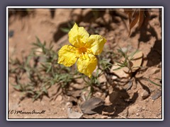 Lavender Leaf Sundrop - Calylophus-Lavandulifolius,-