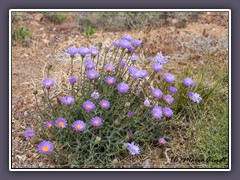 Mojave Aster -  Xylorhiza tortifolia