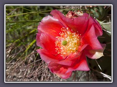 Mojave Mount Cactus - Joshua Tree NP