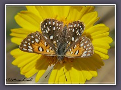 Mormon Metalmark - Apodemia mormo - Emigrant Road - Death Valley